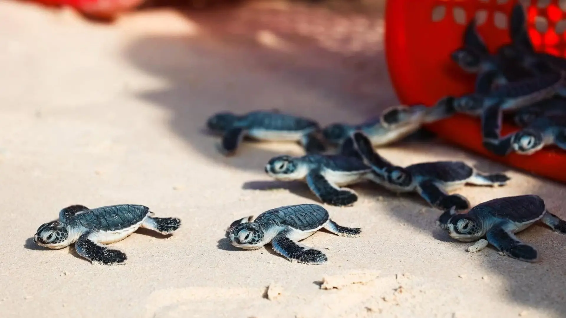 Baby sea turtles crawling on the beach during release season