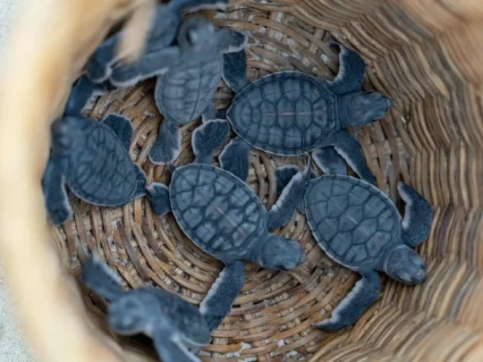 Baby sea turtles in a basket before release in Con Dao