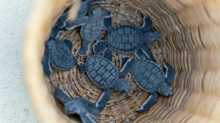 Baby sea turtles in a basket before release in Con Dao