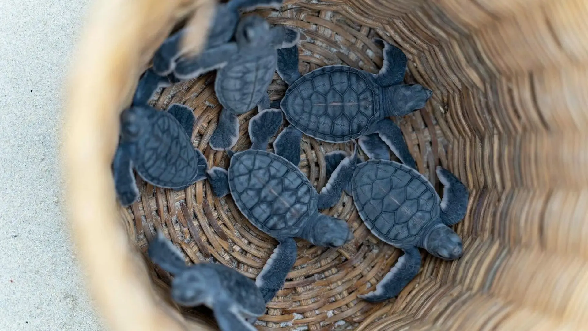 Baby sea turtles in a basket before release in Con Dao