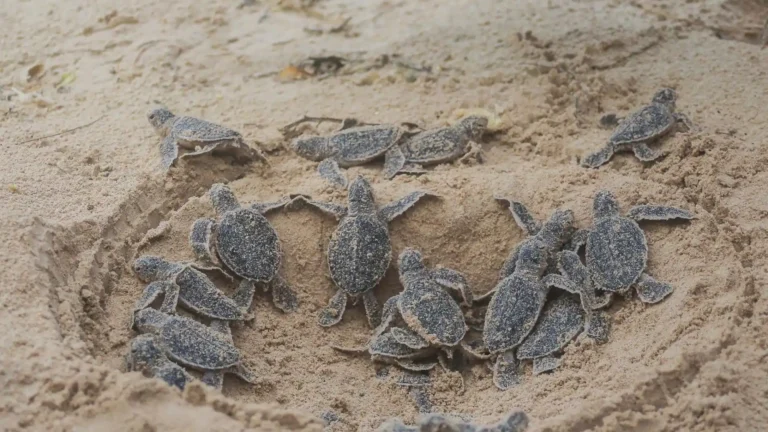 Baby sea turtles crawling on sand after hatching in Con Dao
