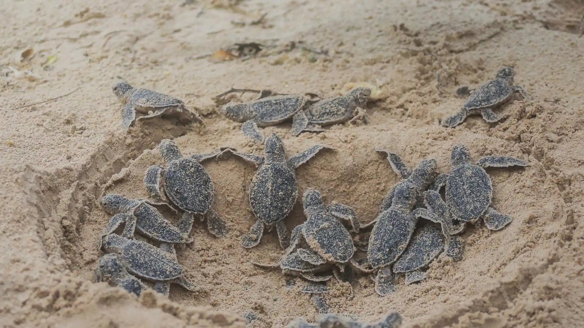 Sea Turtle Season in Con Dao: Nesting, Hatchery Visits and Responsible Travel 7 Baby sea turtles crawling on sand after hatching in Con Dao