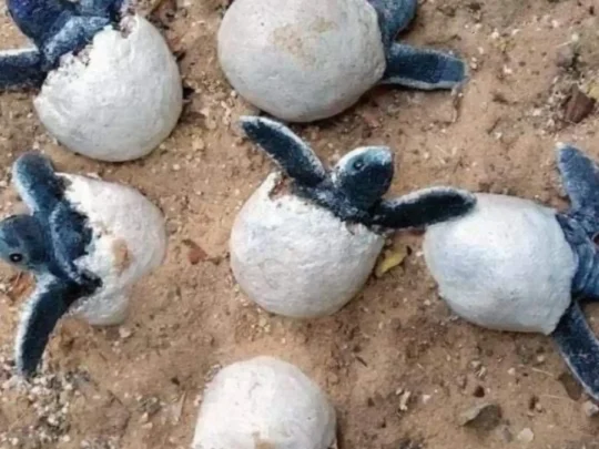 Baby sea turtles hatching at Con Dao turtle conservation site