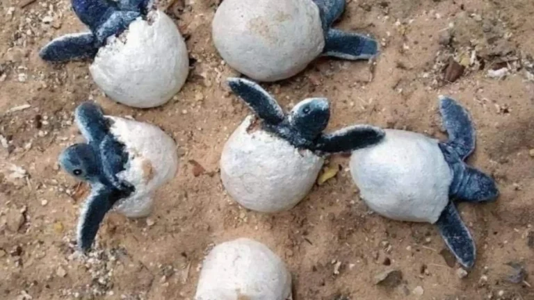 Baby sea turtles hatching at Con Dao turtle conservation site