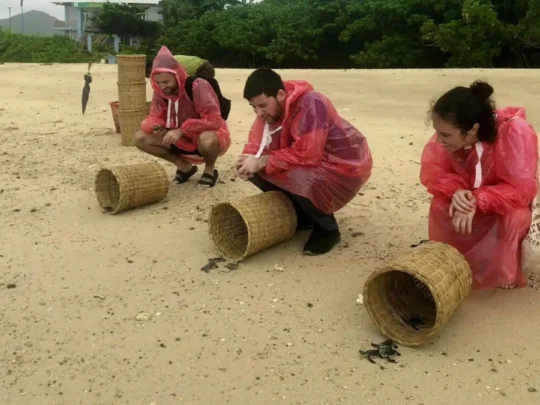 Travelers joining baby turtle release in Con Dao with park guidance