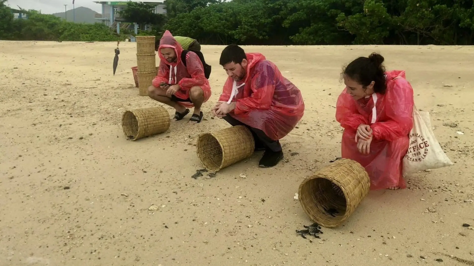 Travelers joining baby turtle release in Con Dao with park guidance