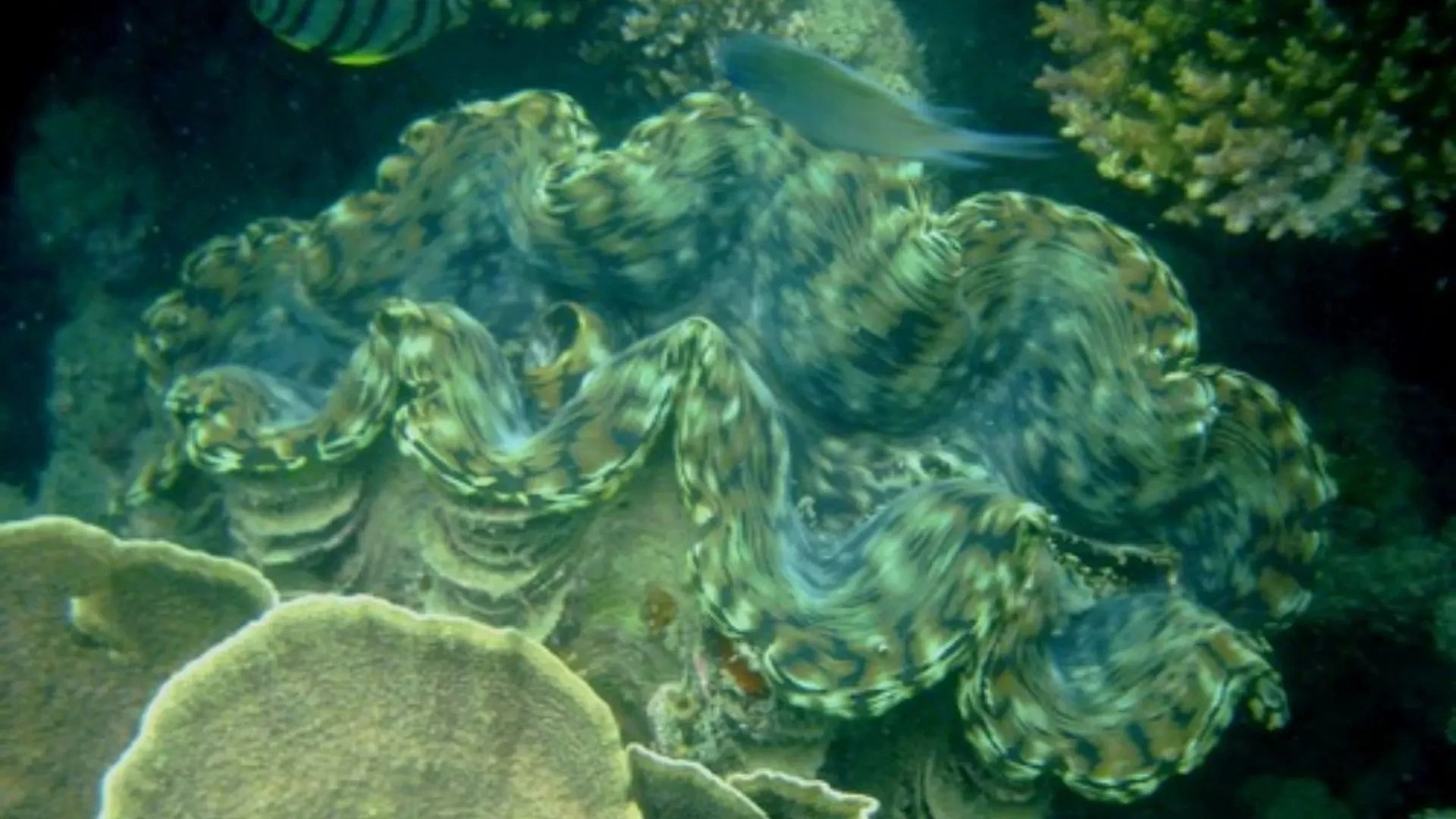 Con Dao Reef Experiences: Giant Clams, Coral Reefs and Island Sea Routes 12 Giant clam and coral habitat on the Bamboo Lagoon full-day route in Con Dao