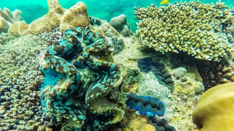Giant clam habitat and coral reef at Bamboo Lagoon in Con Dao