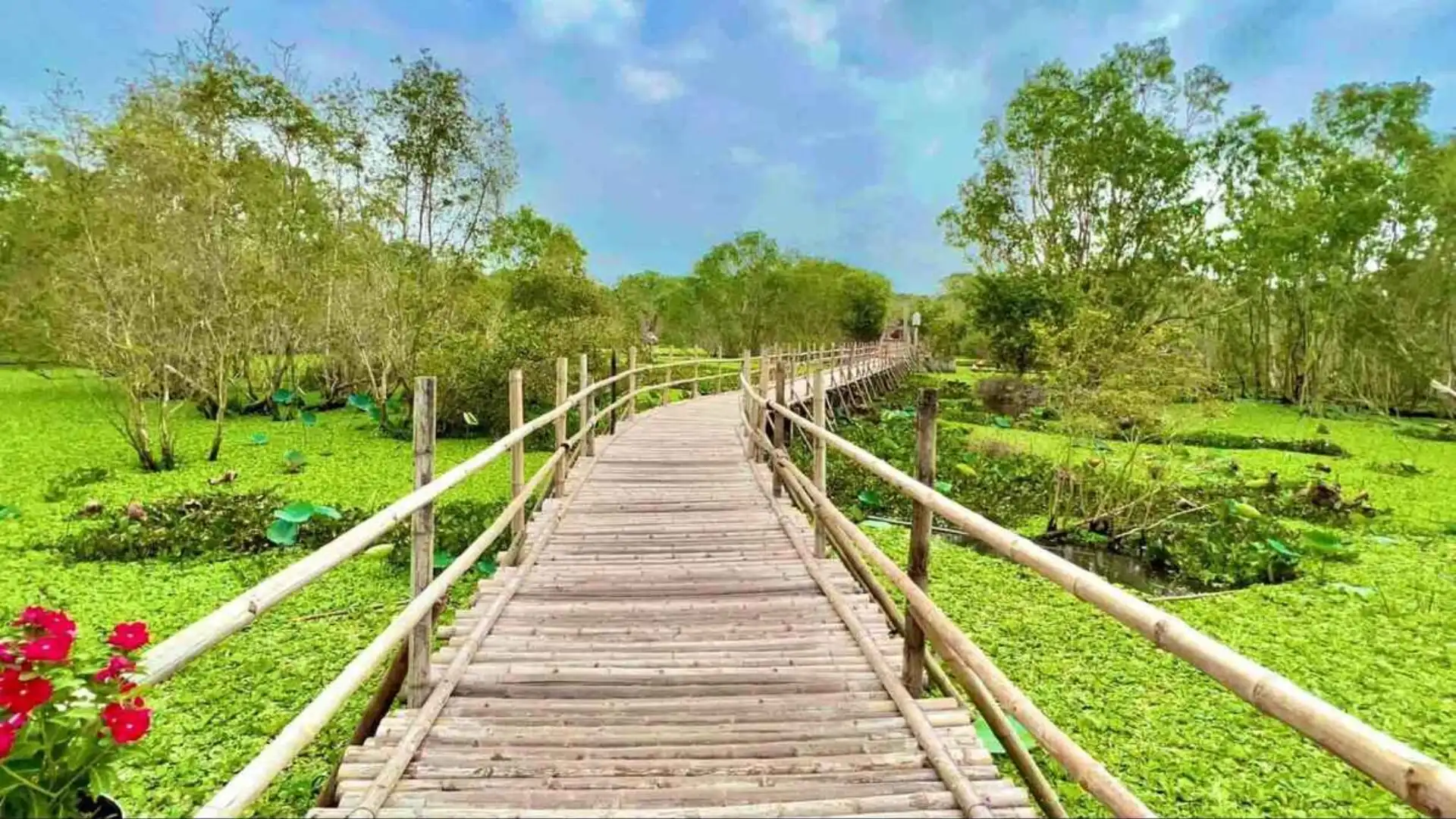 Tra Su Cajuput Forest 2026: Tickets, Boats & When to Visit 65 Bamboo walkway through the wetland at Tra Su Cajuput Forest