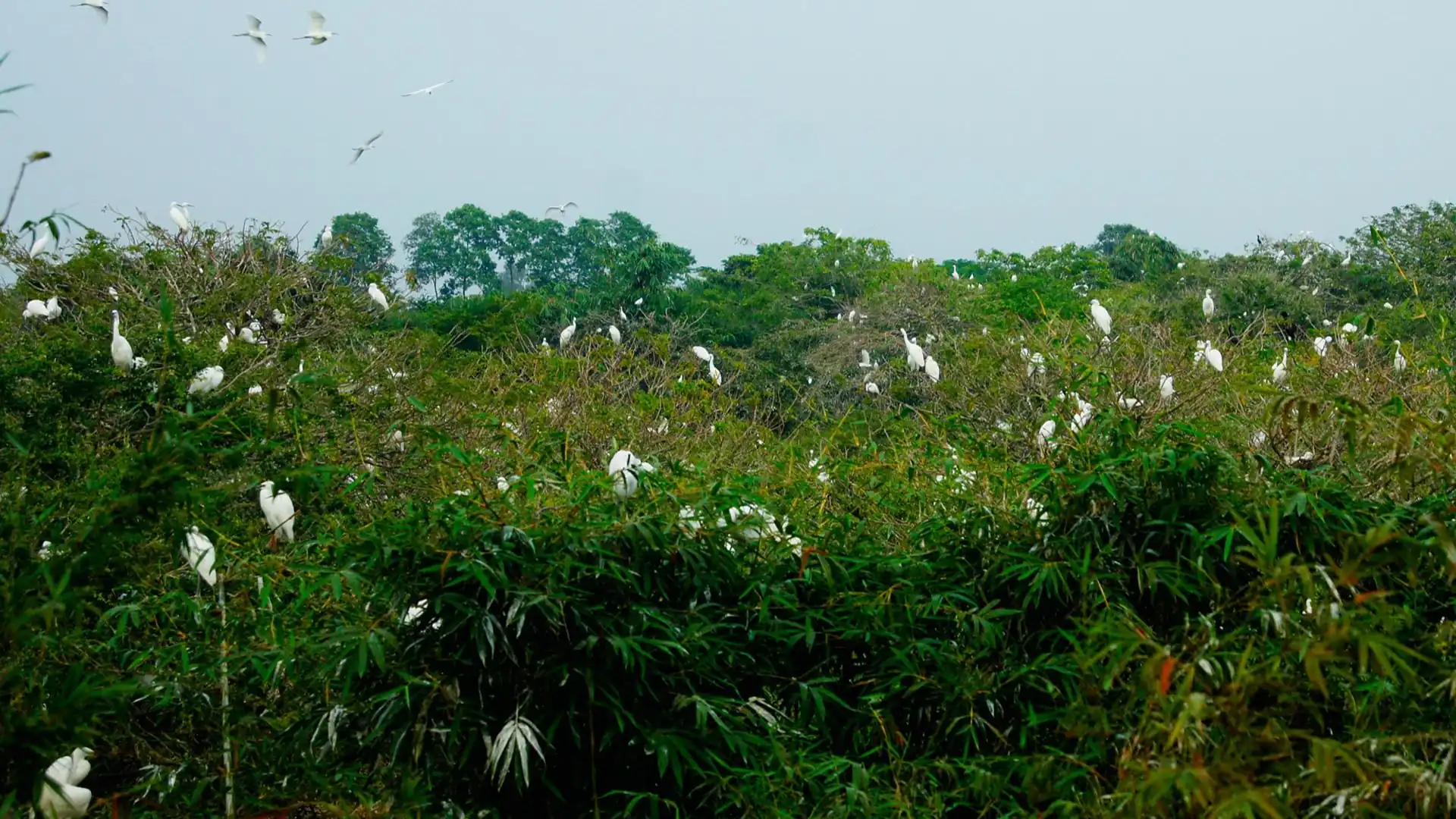 Bang Lang Stork Sanctuary – a natural wonder of Can Tho where thousands of storks gather in harmony with nature
