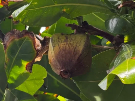Barringtonia asiatica tree leaves and fruit on Hon Tai Island