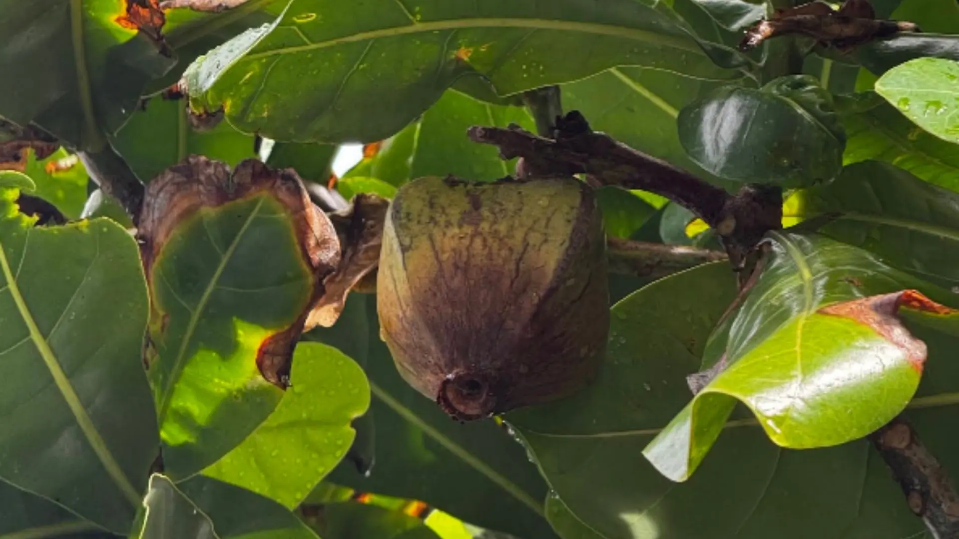 Barringtonia asiatica tree leaves and fruit on Hon Tai Island