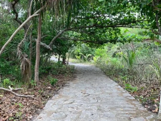 Forest walking path on Bay Canh Island