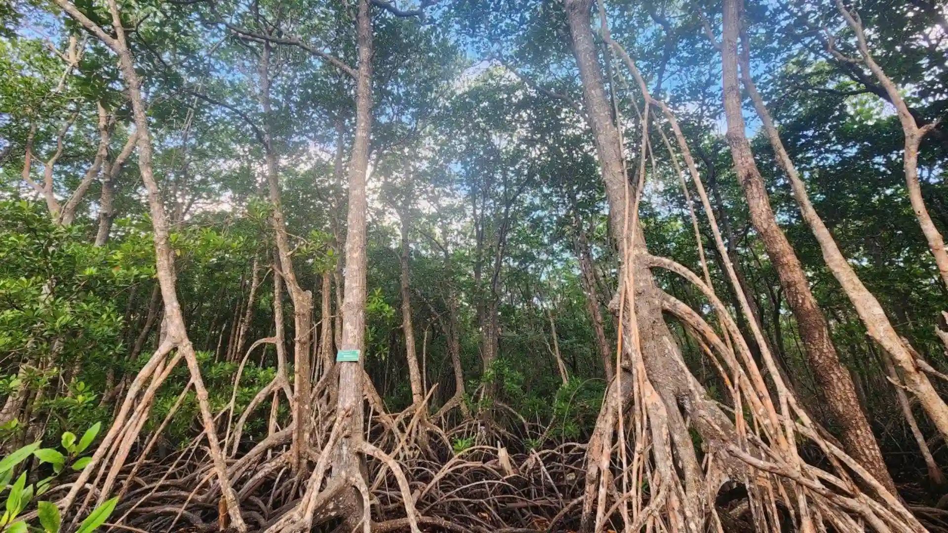 Bay Canh Island mangrove forest on the Con Dao turtle release tour
