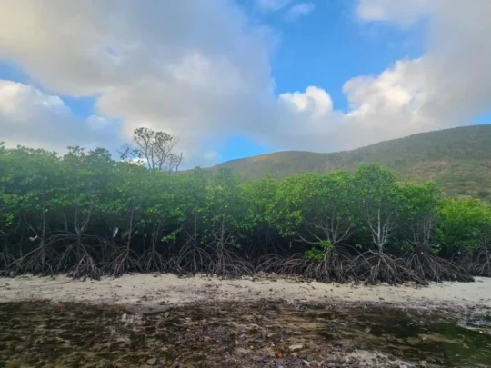 Bay Canh Island mangrove forest along the coastline
