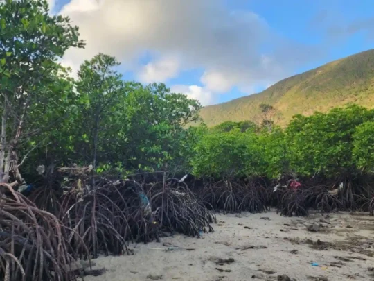 Bay Canh Island mangrove forest with mountain backdrop