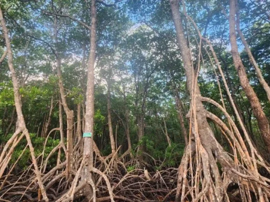 Ancient roots inside Bay Canh Island mangrove forest