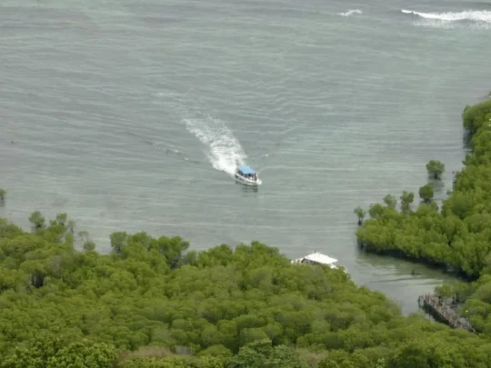 Speedboat approaching Bay Canh Island mangrove forest