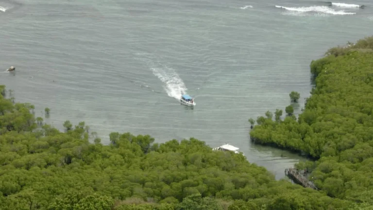 Speedboat approaching Bay Canh Island mangrove forest