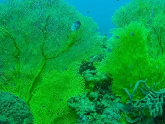 Colorful coral reef on Bay Canh Island snorkeling tour