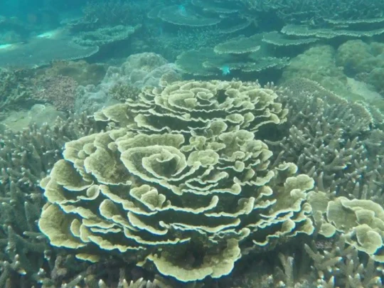 Plate coral reef seen on Bay Canh Island snorkeling tour