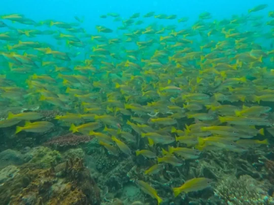 Tropical fish seen during Bay Canh Island snorkeling tour