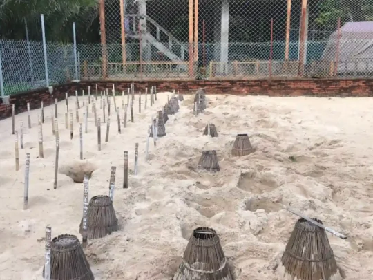 Turtle incubation site on Bay Canh Island Tour