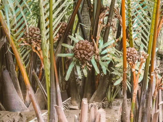 A close-up shot of a bunch of nipa palm fruit, a unique local delicacy found on the Ben Tre tour