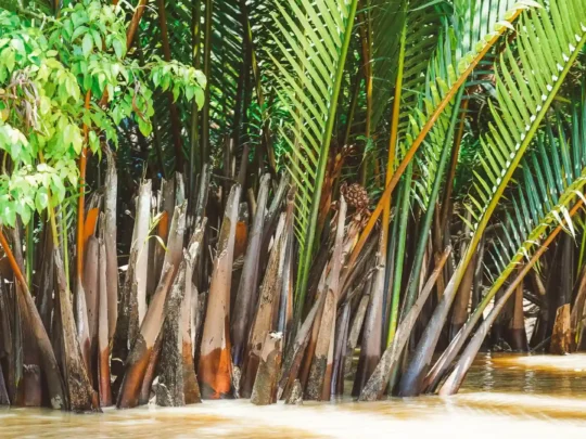 Lush green nipa palms, also known as water coconuts, lining the banks of a small canal in Ben Tre