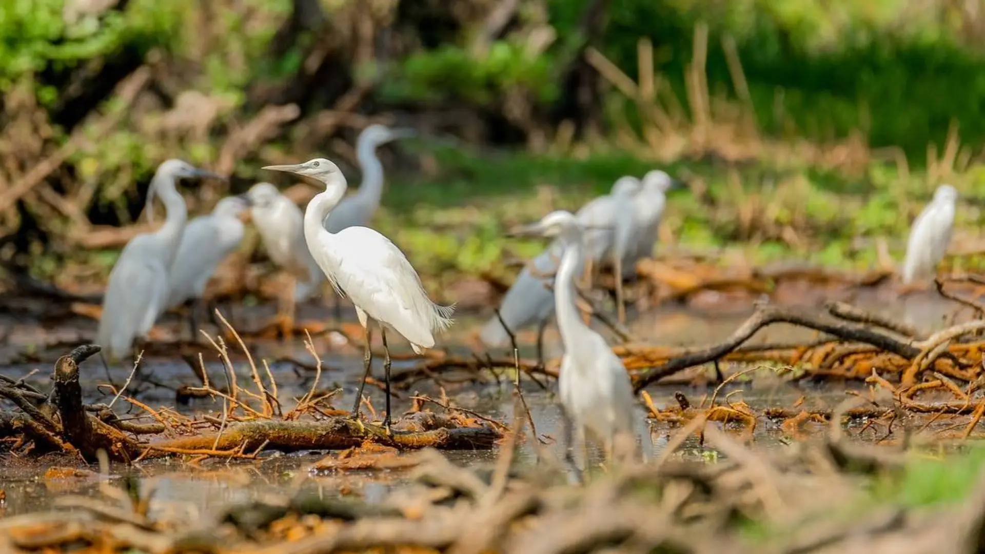 Tra Su Cajuput Forest 2026: Tickets, Boats & When to Visit 44 Birds resting in wetland habitat at Tra Su Cajuput Forest