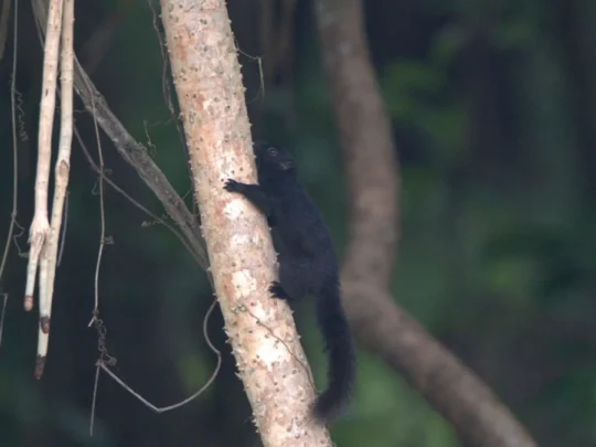 Black squirrel climbing a tree in Con Dao forest