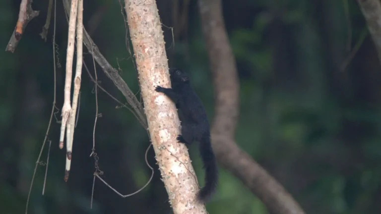 Black squirrel climbing a tree in Con Dao forest