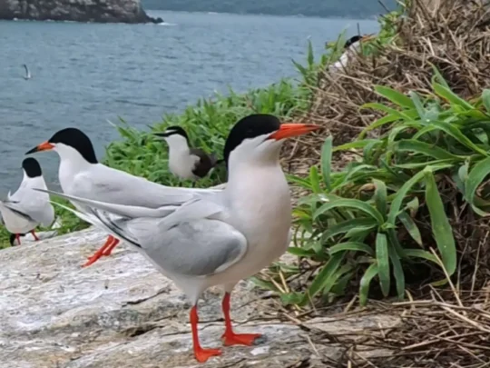 Black-naped terns nesting on rocky island in Con Dao