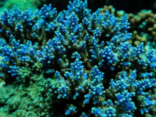 Blue coral reef underwater in Con Dao snorkeling area