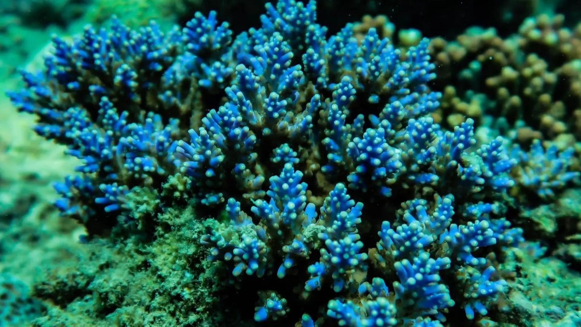 Blue coral reef underwater in Con Dao snorkeling area