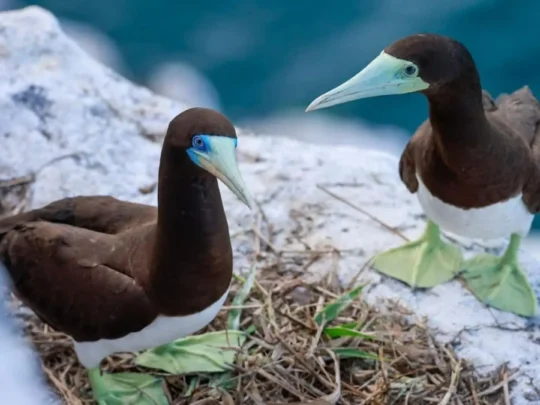 Brown Boobies at a nesting site on Trung Island Con Dao