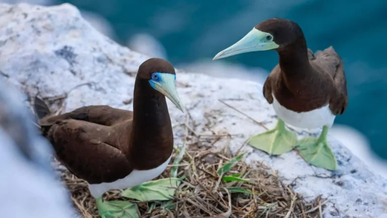 Brown Boobies at a nesting site on Trung Island Con Dao
