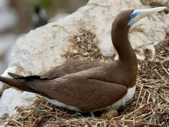Brown Booby nesting on Trung Island Con Dao