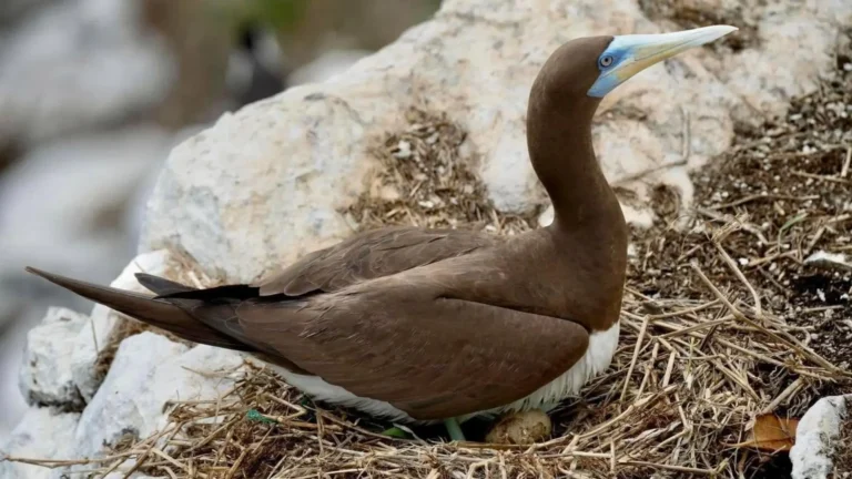 Brown Booby nesting on Trung Island Con Dao
