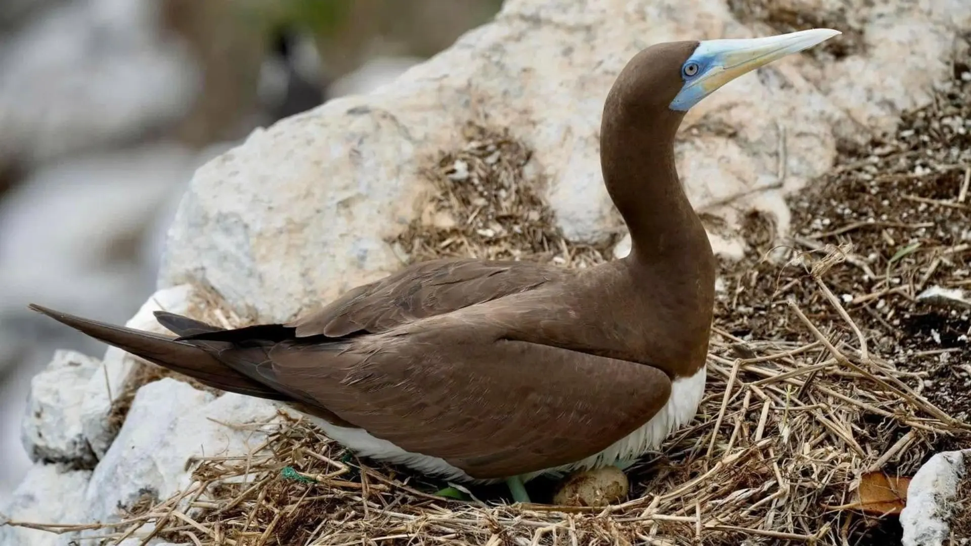 Brown Booby nesting on Trung Island Con Dao