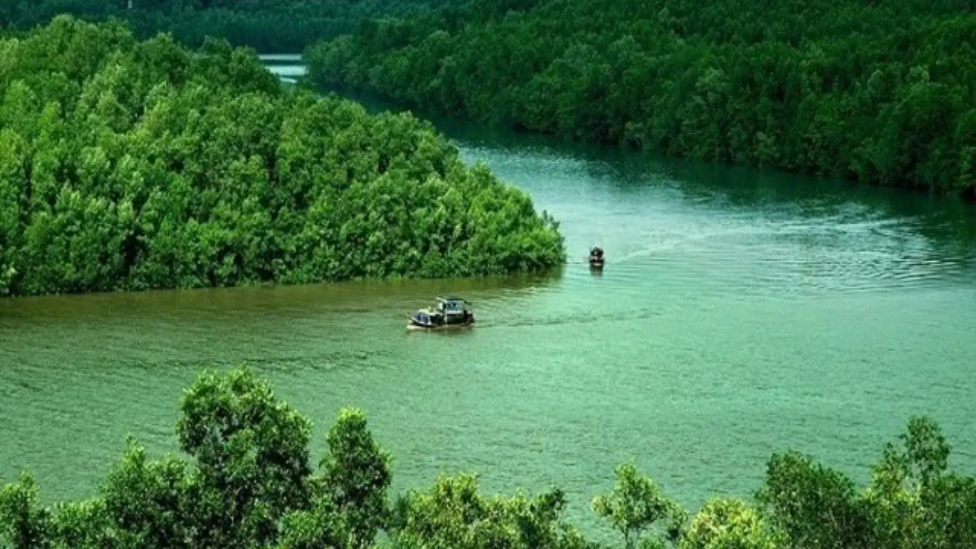 Mekong Delta Travel Guide: Where to Go and How to Plan Your Trip 16 Mangrove forest surrounding a waterway in Ca Mau