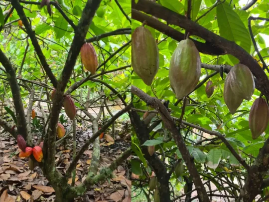 Cacao pods growing on trees at Mr. Muoi's cacao farm