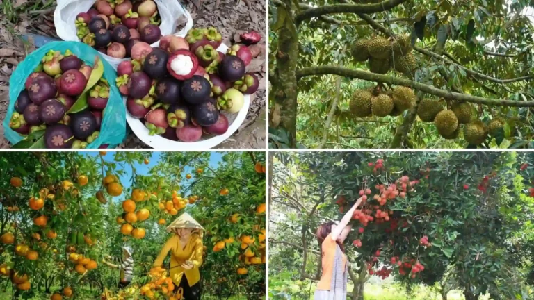 Mangosteen, durian, citrus and rambutan grown in Cai Mon fruit gardens