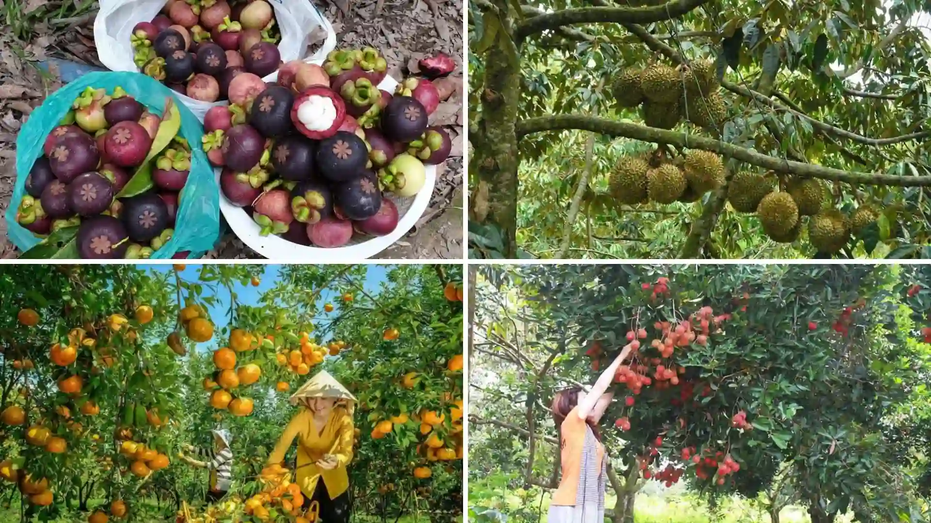 Ben Tre Travel Guide: Things to Do, Stay & Plan Your Trip 7 Mangosteen, durian, citrus and rambutan grown in Cai Mon fruit gardens