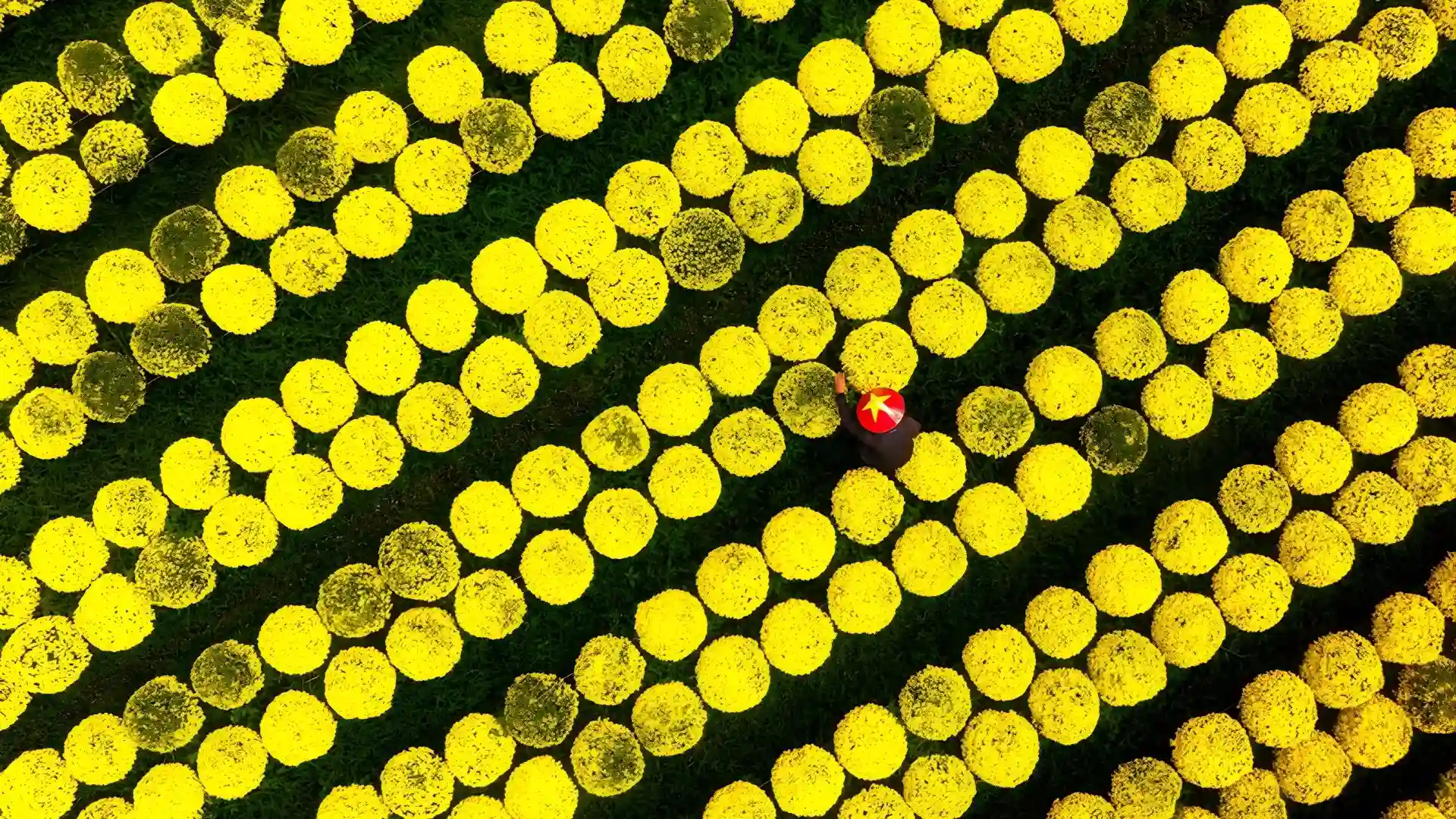 Symmetrical rows of yellow daisies at Mekong Smile's Cai Mon Orchard Village