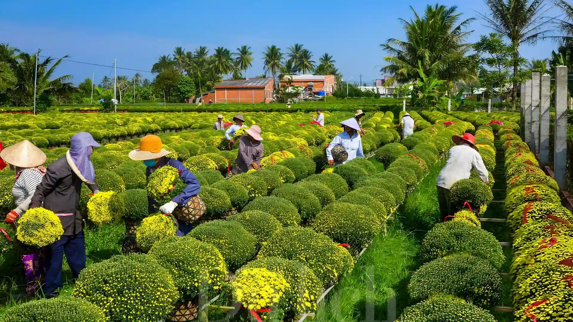 Local farmers tending to potted flowers at Cai Mon Orchard Village