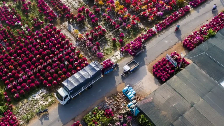 Aerial view of colorful flower fields at Cai Mon Orchard Village, Ben Tre