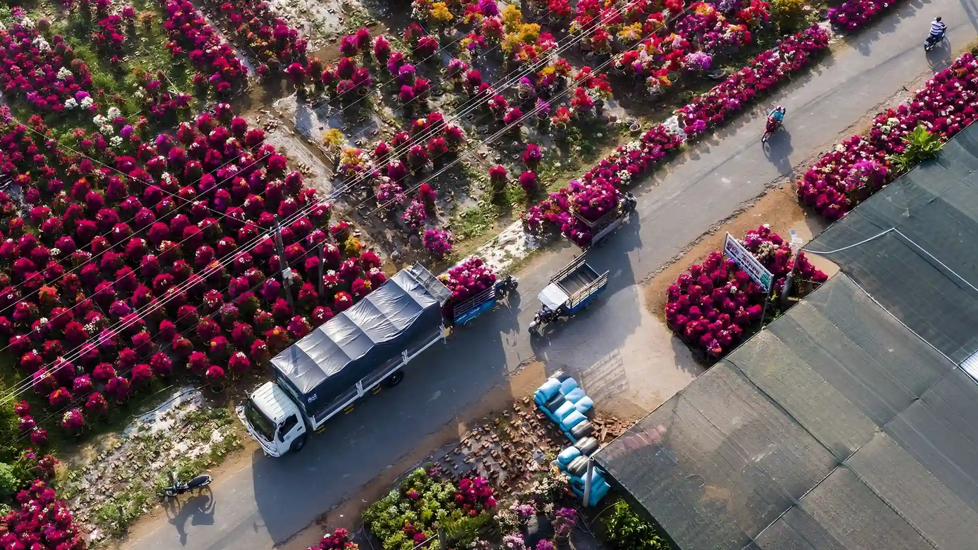 Aerial view of colorful flower fields at Cai Mon Orchard Village, Ben Tre