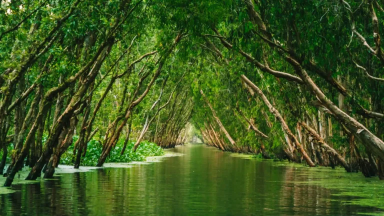 Cajuput trees lining a green waterway at Tra Su Forest