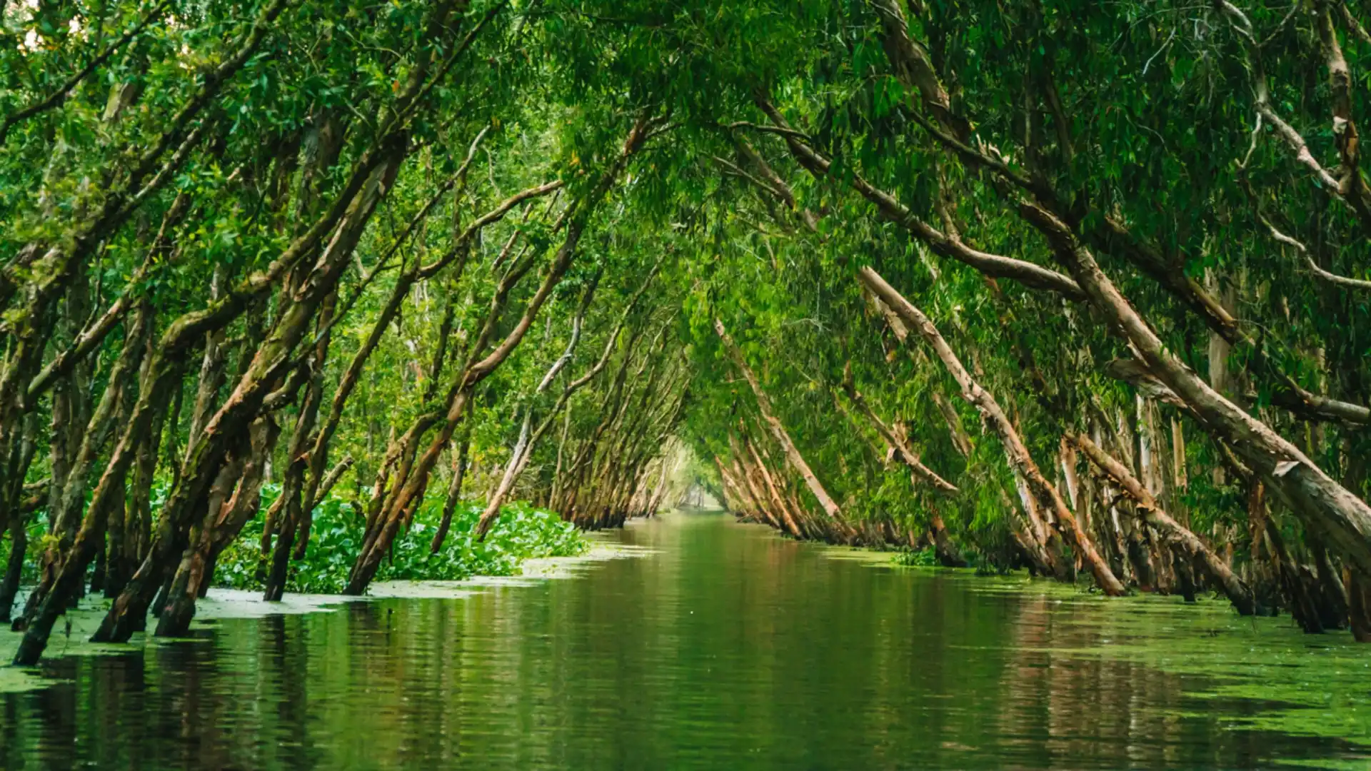 Tra Su Cajuput Forest 2026: Tickets, Boats & When to Visit 36 Cajuput trees lining a green waterway at Tra Su Forest